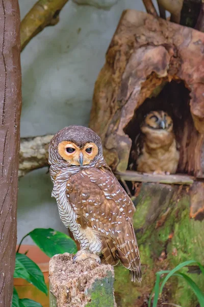 Gefleckte Waldeulen sitzen auf einem Baum — Stockfoto