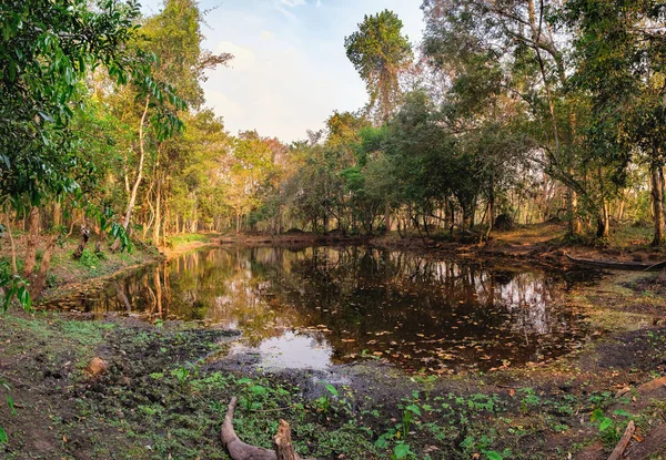 Щільні джунглі біля храму Beng Melea, Камбоджа — стокове фото