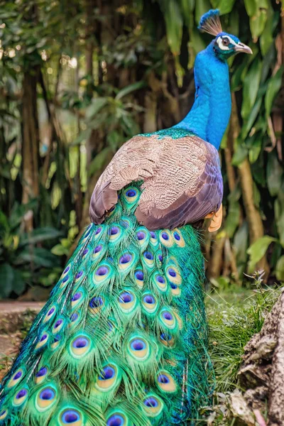 Peacock stands back with folded tail — Stock Photo, Image