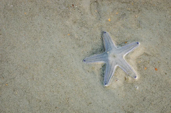 Starfish rastejando na areia molhada — Fotografia de Stock