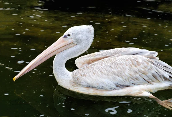 Grijze pelikaan zwemmen in de vijver — Stockfoto