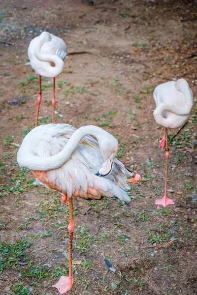 Grotere flamingo reinigt de veren — Stockfoto