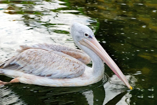 Grijze pelikaan zwemmen in de vijver — Stockfoto