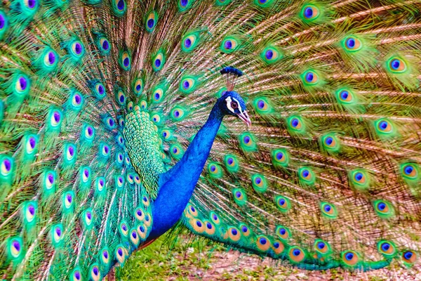 Portrett av indisk mannlig Peacock – stockfoto