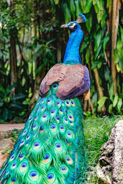 Pavão fica para trás com a cauda dobrada — Fotografia de Stock