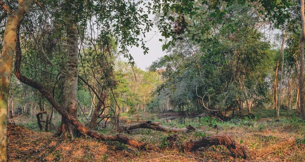 Selva densa cerca del Templo Beng Melea, Camboya — Foto de Stock