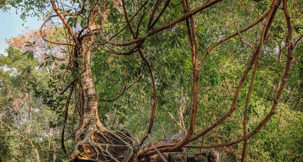 Dichter Dschungel in der Nähe des beng melea Tempels, Kambodscha — Stockfoto