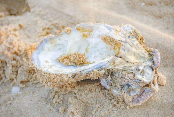 Concha de ostra na areia molhada em uma praia tropical — Fotografia de Stock