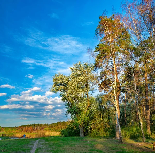 De rand van het bos van de lente in de avondzon — Stockfoto