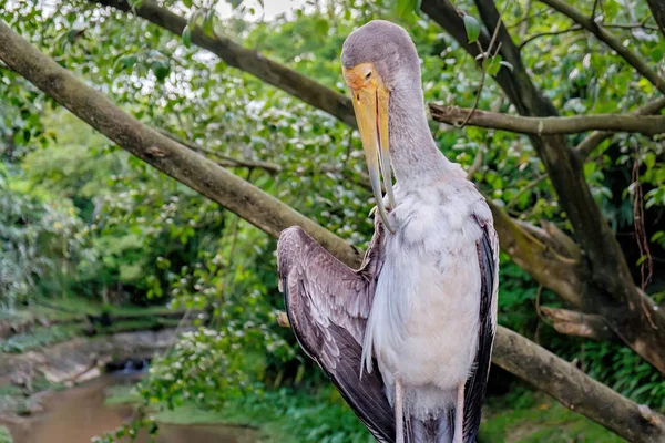 Nimmerzat reinigt de veren — Stockfoto