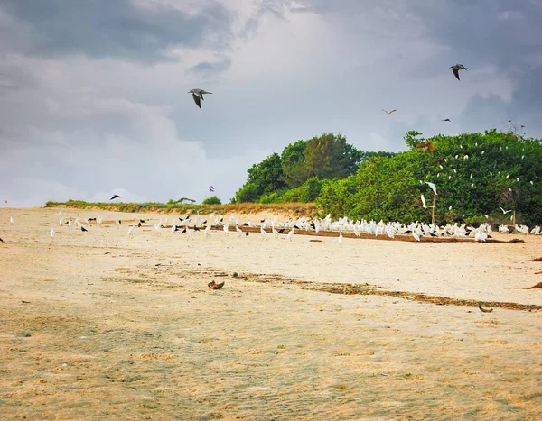 Стаи цаплей ищут еду на пляже — стоковое фото