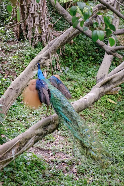 Pavão sentado no ramo da árvore tropical — Fotografia de Stock