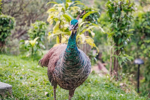 Indian female peacock walking on the grass
