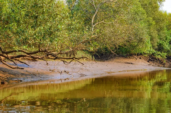 Salim Ali Bird Santuário, Goa, Índia — Fotografia de Stock