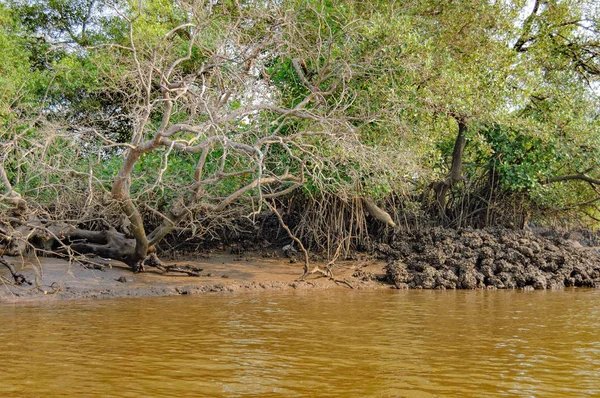 Salim Ali Bird Santuário, Goa, Índia — Fotografia de Stock