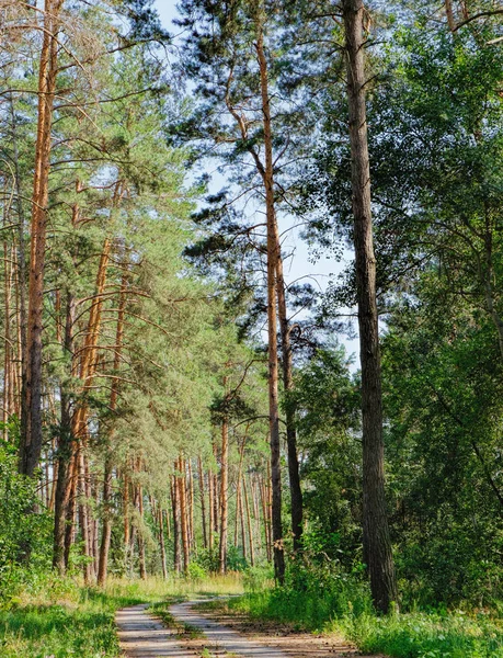 Estrada rural e uma floresta de pinheiro — Fotografia de Stock