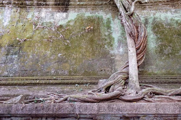 Extraño árbol en Beng Melea, Angkor, Camboya — Foto de Stock