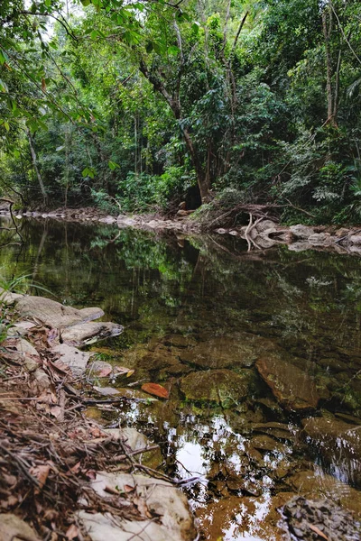 Small mountain stream in a shady jungle — Stock Photo, Image