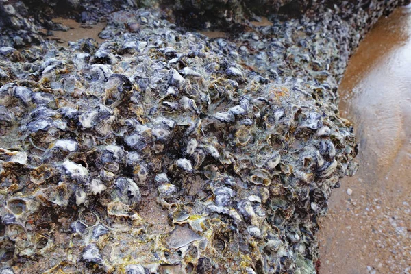 Close-up de pedra na praia tropical com conchas — Fotografia de Stock