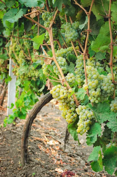 Ряд виноградників і букети стиглого білого винограду — стокове фото