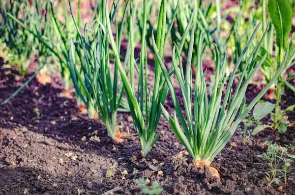 Tumbuh tangkai bawang hijau di kebun sayuran — Stok Foto