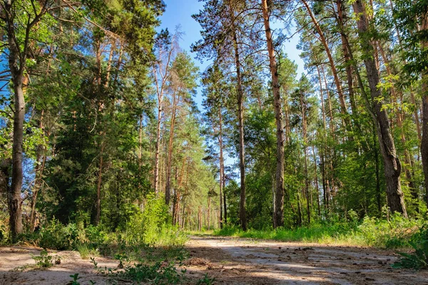 Сельская дорога и сосновый лес — стоковое фото