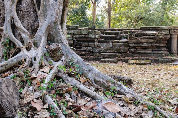 Les racines et le tronc d'un vieil arbre tropical — Photo