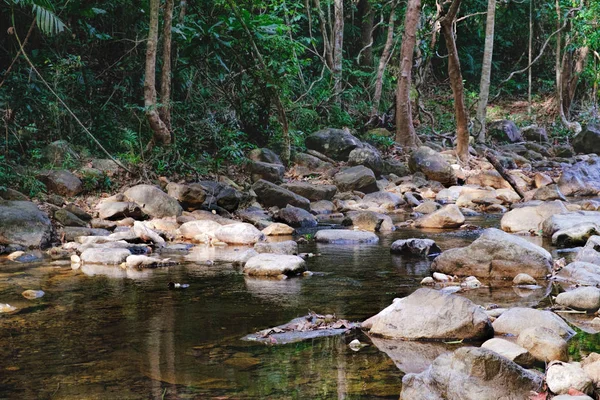 Pequeno riacho de montanha em uma selva sombria — Fotografia de Stock