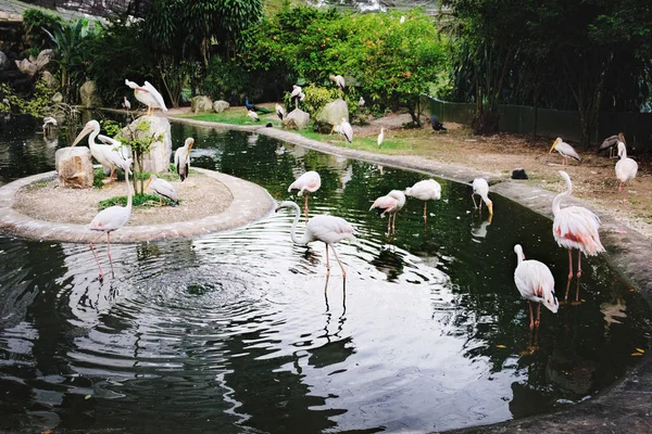Grotere flamingo preening zijn veren — Stockfoto