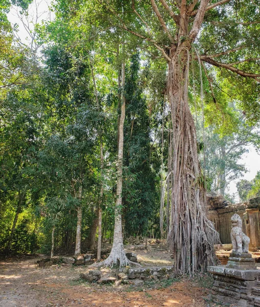 Hint inciri ağacı Preah Khan tapınak büyüyen — Stok fotoğraf