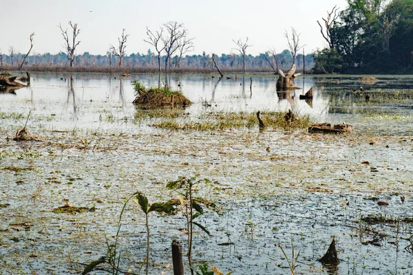 Lindo lago em torno de Neak Pean Temple, Camboja — Fotografia de Stock