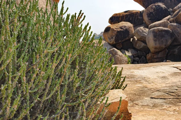 Antiche rovine e piante tropicali a Hampi, India — Foto Stock