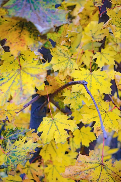 Yellow autumn leaves. — Stock Photo, Image
