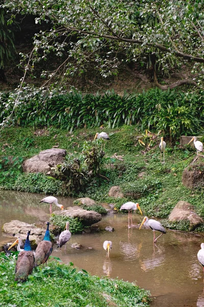 Des cigognes à bec jaune pêchent dans l'étang — Photo