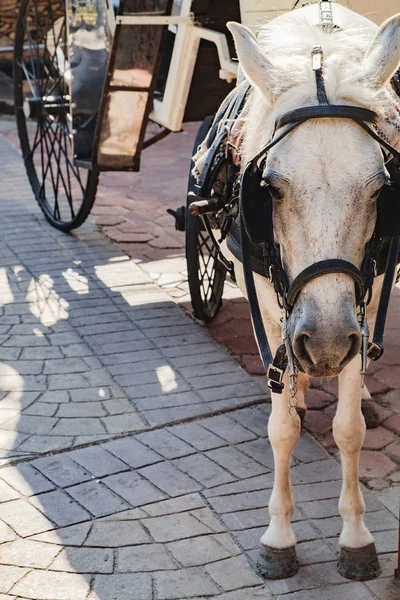 カートを運ぶと、カメラを小型のポニー — ストック写真