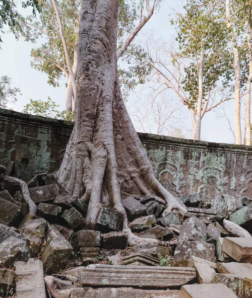 Ta Prohm Tapınağı Angkor kompleksi, Kamboçya'da — Stok fotoğraf