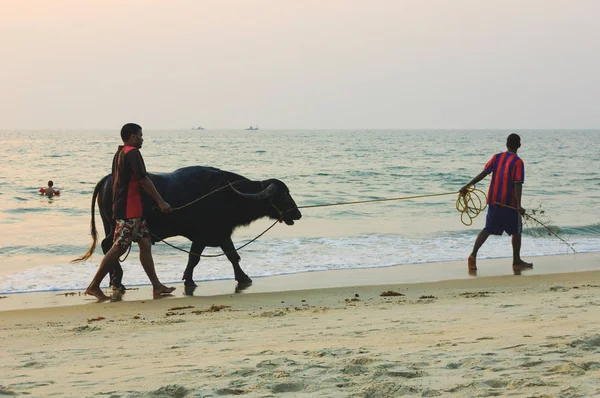 Homens indianos e touro caminhando ao longo da Praia do Cavelossim — Fotografia de Stock