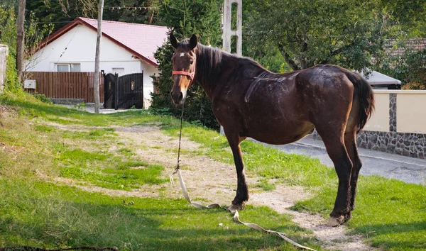 Cavallo di sangue caldo si trova su un percorso per la casa — Foto Stock