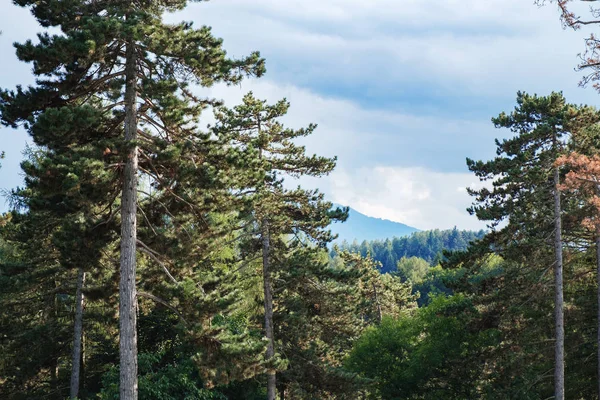 Fond forestier avec des conifères — Photo