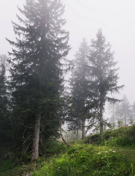 Floresta de pinheiros no nevoeiro, Alta Áustria — Fotografia de Stock