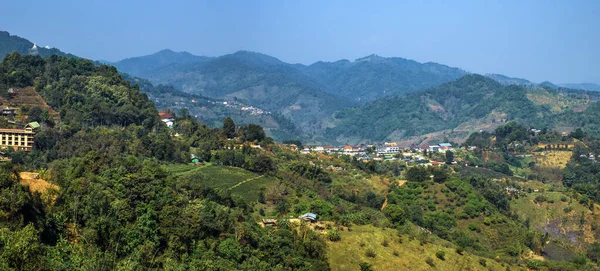 Tayland Chiang Rai bölgesindeki çay tarlası. — Stok fotoğraf