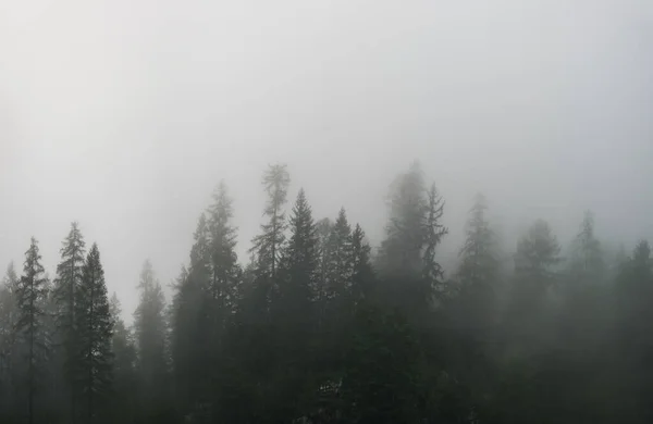 Silhuetas de pinheiros no nevoeiro — Fotografia de Stock