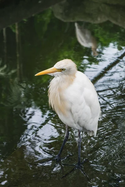 Runderen Egret staat in het groene water van de vijver — Stockfoto