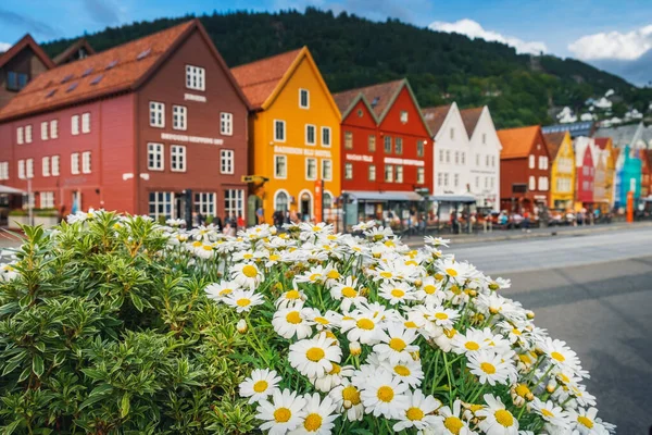 Flowers growing at the streets of Bergen, Norway Stock Image