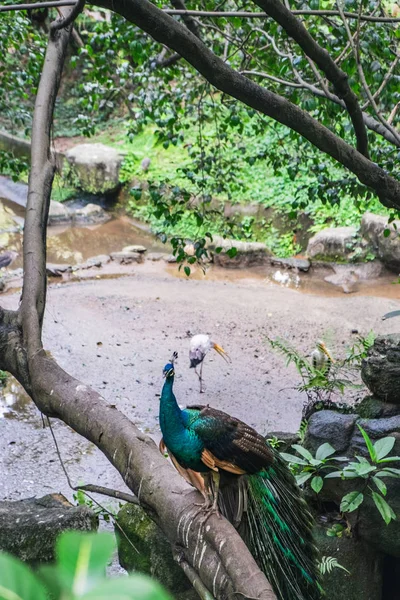Павлин сидит на ветке тропического дерева — стоковое фото