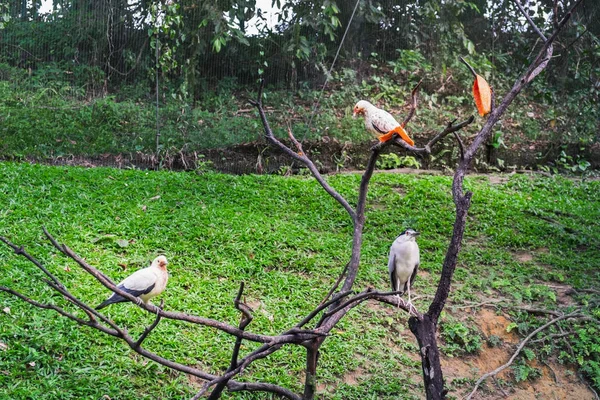 Vögel Tauben und Reiher fressen Papaya — Stockfoto