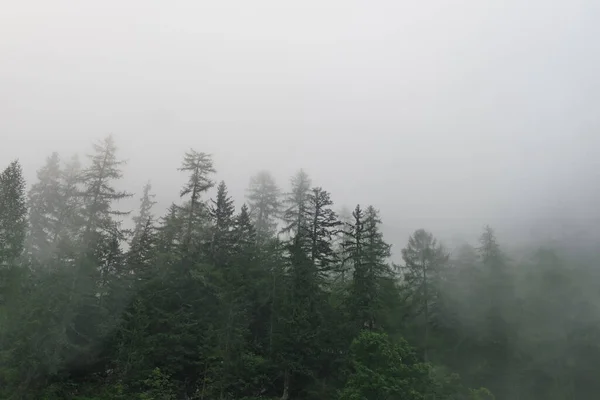 Silhuetas Pinheiros Verdes Enevoados Nevoeiro Paisagem Nebulosa Manhã Paisagem Com — Fotografia de Stock