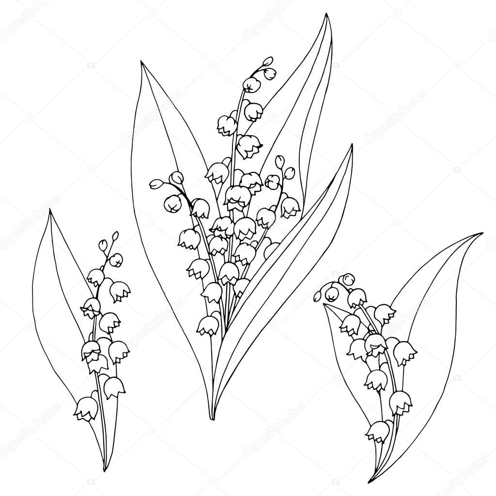 Imágenes: valles para dibujar | Vector de ilustración de lirio del