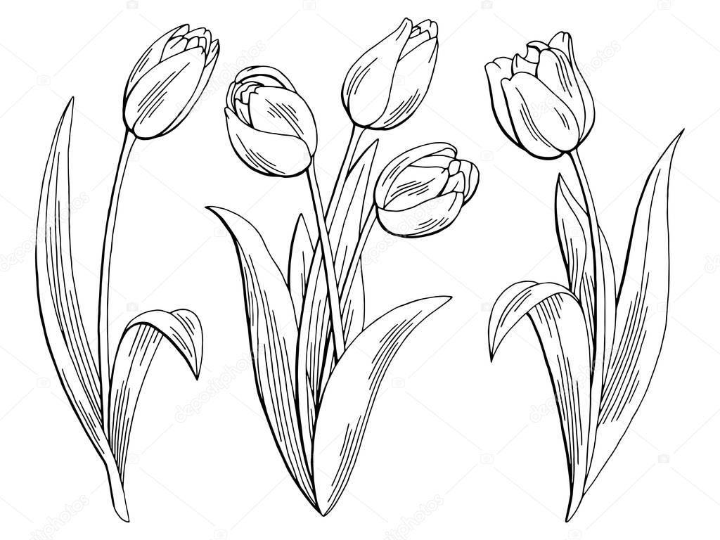 Tulip flower graphic black white isolated sketch illustration vector ...
