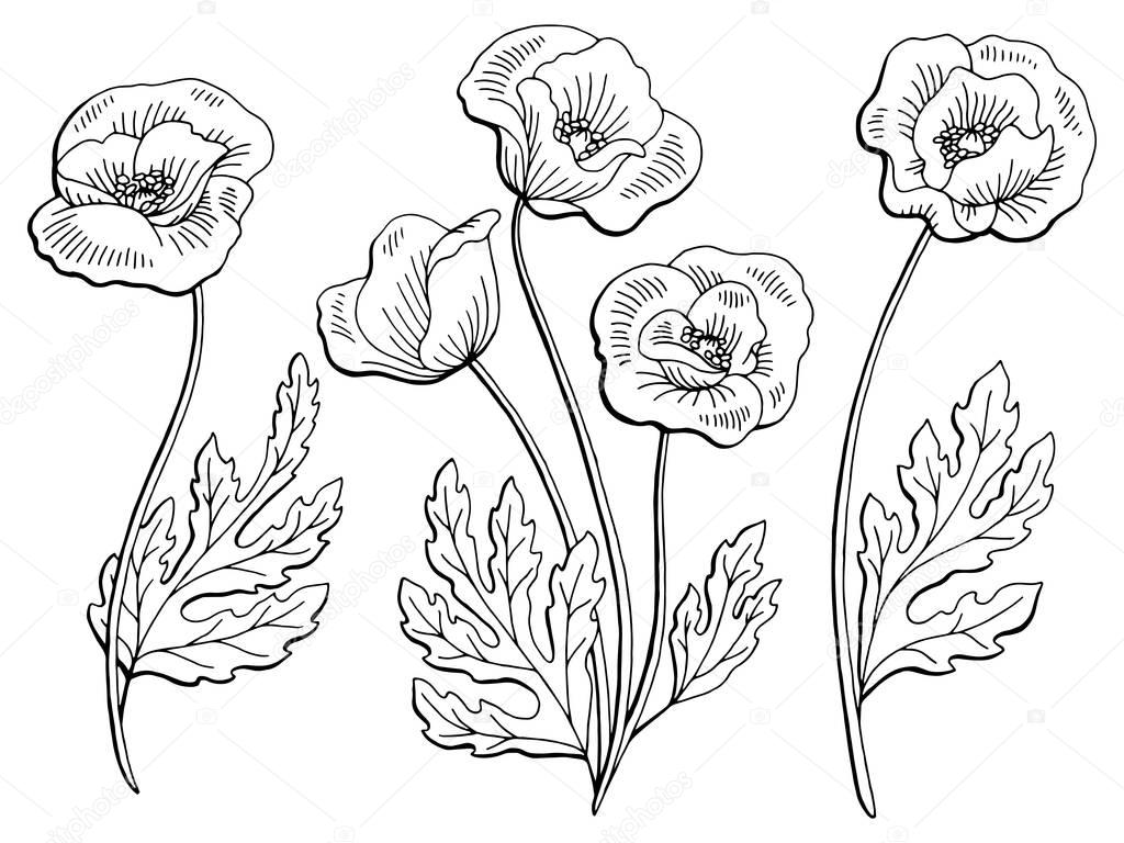 Poppy flower graphic black white isolated sketch illustration vector